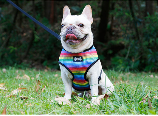 Arnés de Pecho Arcoíris Ajustable - Image 2