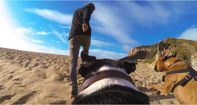 Arnés de Pecho para Perros con Correa Dorsal - Image 6
