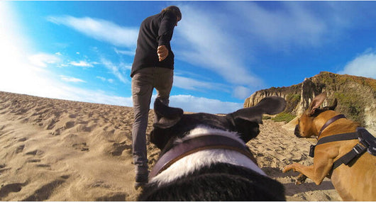 Arnés de Pecho para Perros con Correa Dorsal - Image 6