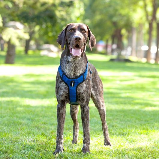 Chaleco Reflectante Transpirable para Perro con Cuerda