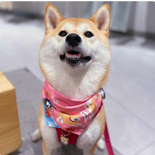 Carpeta Triangular Reversible Shiba Inu con Diseño Doble Cara - Image 8