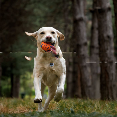 Orange and blue textured ETPU dog toy ball, resistant to bite and chew, for pet play. - Image 5