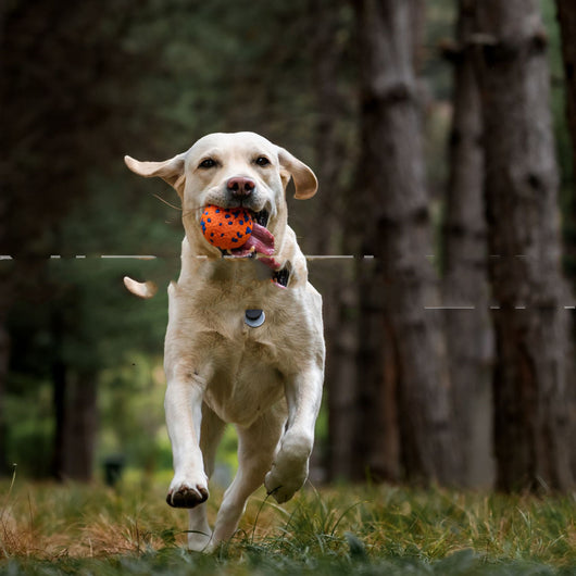Orange and blue textured ETPU dog toy ball, resistant to bite and chew, for pet play. - Image 5