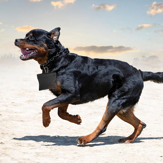 Bolsa Portátil para Snacks de Perro - Diseño Moderno para Entrenamientos - Image 13