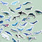 Pegatinas Decorativas Ballena - Set de Sellos Adhesivos para Empaques