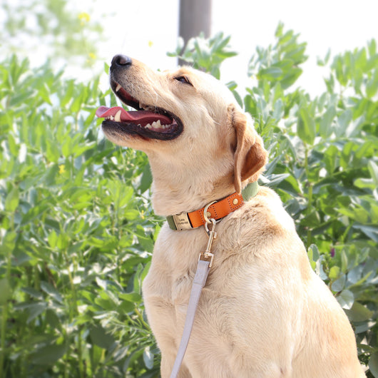 Collar de Cuero para Perros Anti-pérdida con Placa de Identificación