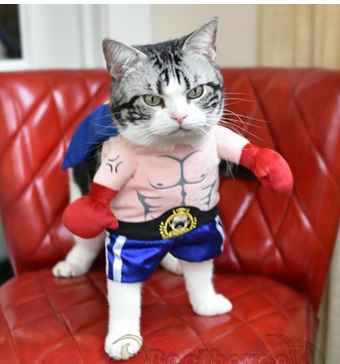 Disfraz de Boxeador para Gatos