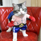 Disfraz de Boxeador para Gatos