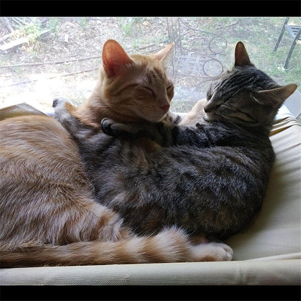 Hamaca para Gatos con Ventosas - Cama Colgante Removible y Lavable