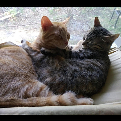 Hamaca para Gatos con Ventosas - Cama Colgante Removible y Lavable - Image 2
