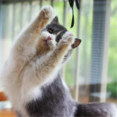 Varita Interactiva para Gatos - Juguete Divertido con Cuerda - Image 4