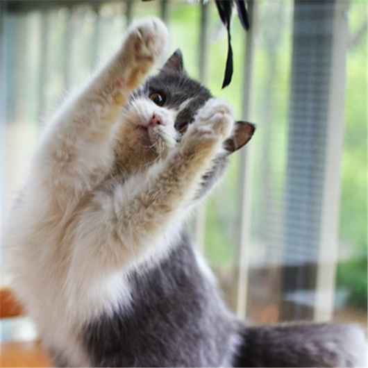 Varita Interactiva para Gatos - Juguete Divertido con Cuerda - Image 4