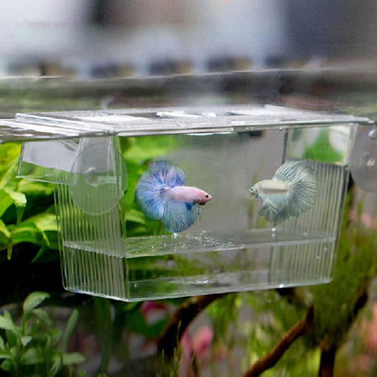 Caja de Incubación Acrílica para Acuario
