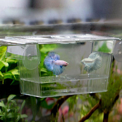 Caja de Incubación Acrílica para Acuario