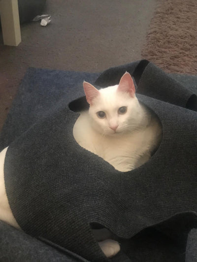 Manta de Agujero para Gatos - Image 8