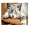 Cat06