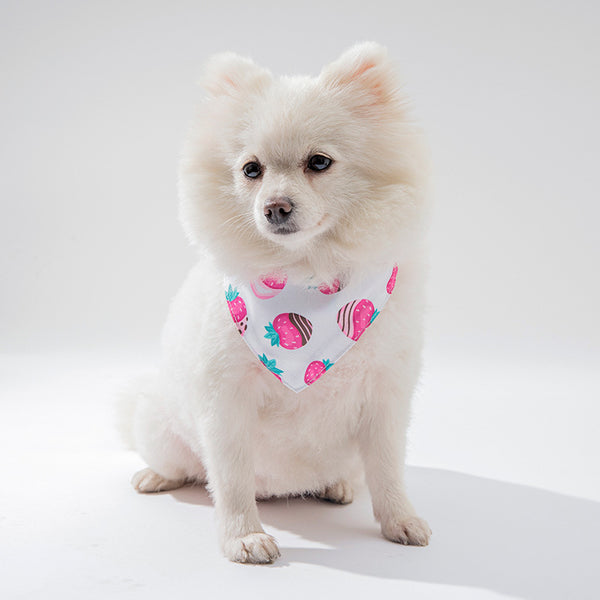 Ropa y Accesorios para Mascotas - Gatos y Perros