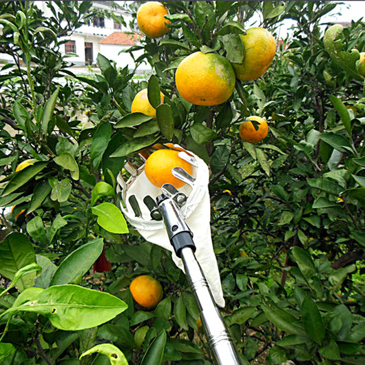 Recolector de Frutas Telescópico para Huertos de Altura - Image 9
