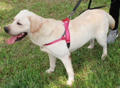 Arnés de Pecho para Perros - Image 6