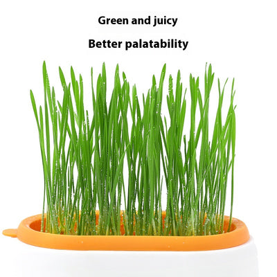Maceta Hidropónica sin Tierra para Cultivo de Pasto de Gato - Image 4