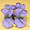 Morado A 1