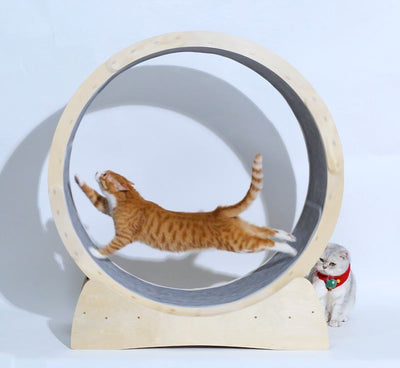 Rodillo Interactivo para Gatos - Juguete de Ejercicio