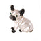 Simple and ugly puppy brooch Blanco