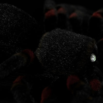 Muñeco Araña Realista - Juguete Educativo de Simulación Animal - Image 2