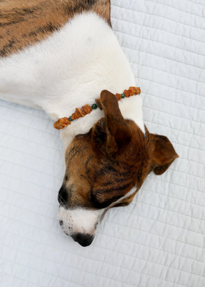 Colar para Pet: Âmbar Báltico Bruto + Jade Verde Natural