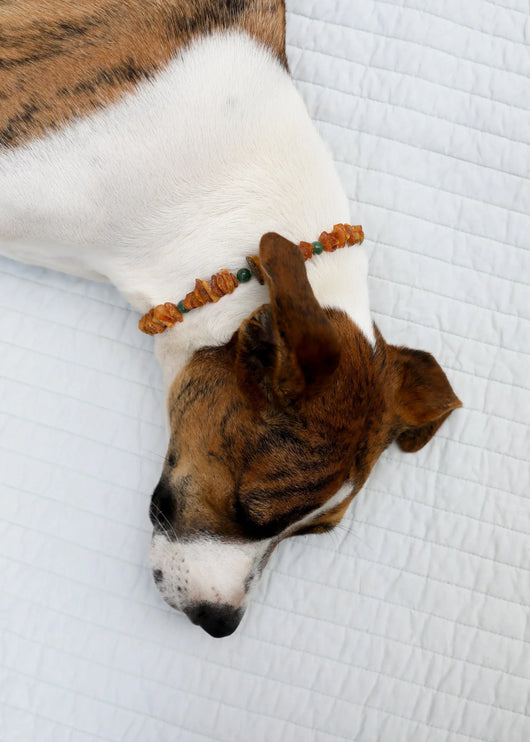 Colar para Pet: Âmbar Báltico Bruto + Jade Verde Natural