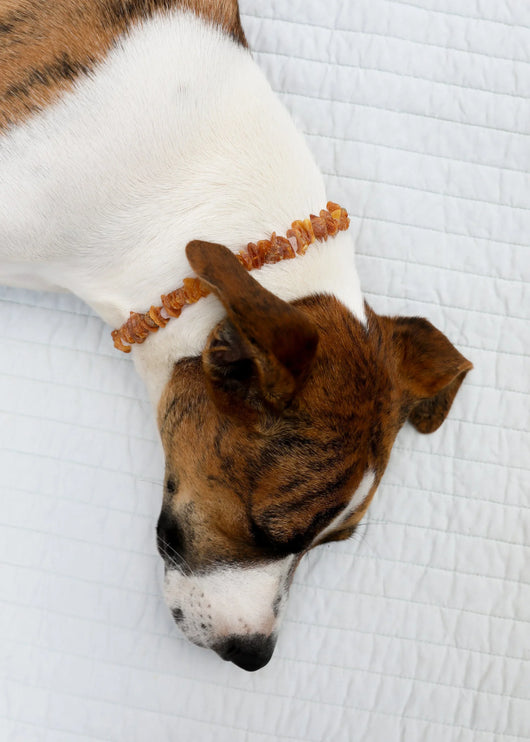 Colar para Pets: Âmbar Báltico Cru + Quartzo Rosa Cru