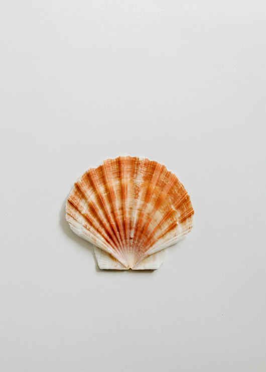 Sea Shell