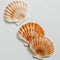 Sea Shell