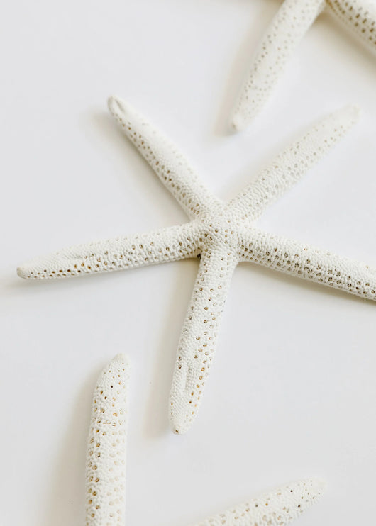 Starfish