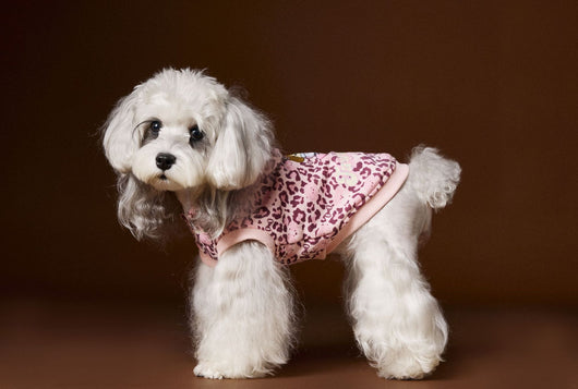 Suéter Tipo Hoodie sin Mangas Estampado Leopardo para Perros Bichon Schnauzer Yorkshire - Image 16