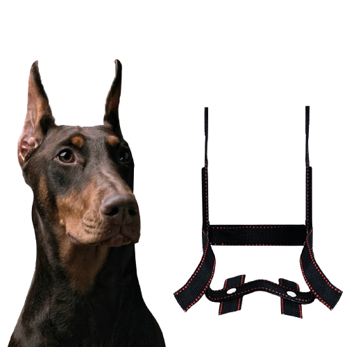 Corrector de Orejas para Perros - Dispositivo de Fijación Estético - Image 8