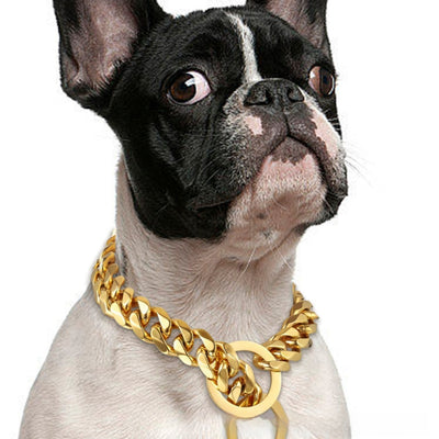 Correa para Perro Hip Hop Acero Titanio 15mm Dorada