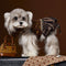 Vestido Otoñal Estampado Leopardo para Perros
