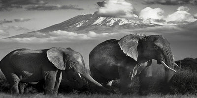 Póster Lienzo Vida Silvestre Africana - Image 6
