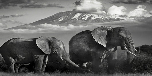 Póster Lienzo Vida Silvestre Africana - Image 6