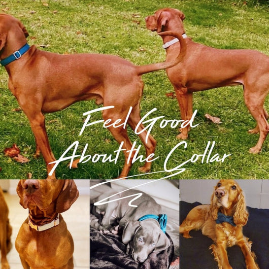Collar y Correa para Perro de Terciopelo Personalizable con Moño