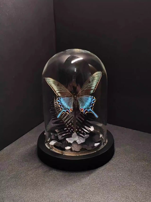 Cinturón Verde con Especímenes de Mariposas Reales en Vitrina de Cristal - Image 8