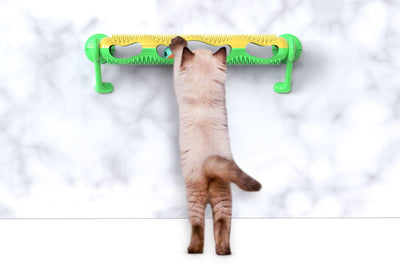 Grey tabby kitten playing with a yellow and teal wall-mounted cat toy featuring a track with rolling balls. - Image 10