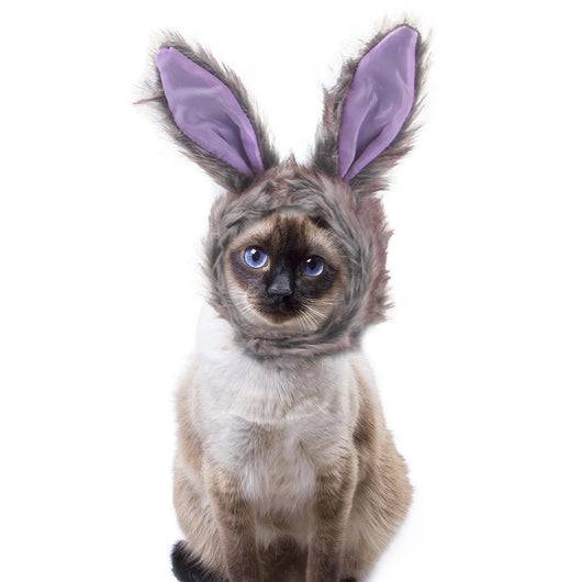 Gorro Rizado Divertido para Mascotas - Disfraz Cómico para Gatos y Perros - Image 6