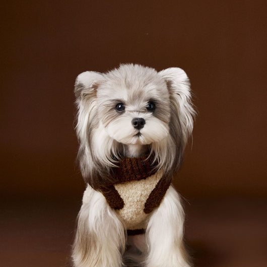 Suéter para Perro Tony Bear con Cuello Solapa