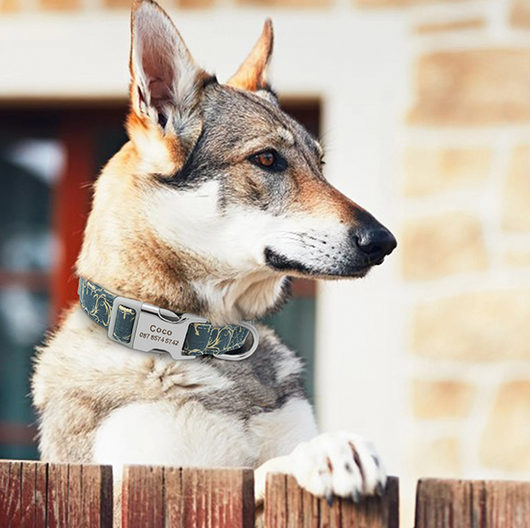 Collar Identificador para Perros Grandes con Placa Personalizable - Image 22
