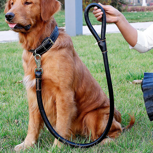 Juego de Correa de Tracción y Paseo para Perros