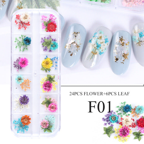 Kit de Flores Secas para Decoración de Uñas - 12 Compartimentos con Margaritas y Flores Silvestres Reales