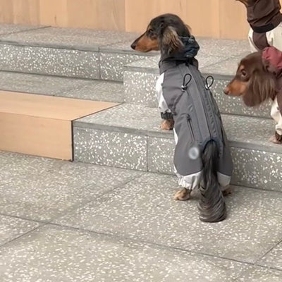 Abrigo Impermeable para Perros Salchicha - Chaqueta de Invierno y Otoño - Image 4