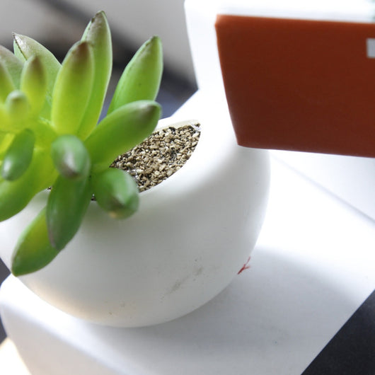 Imanes Decorativos de Suculentas para Refrigerador - Mini Plantas Magnéticas - Image 5